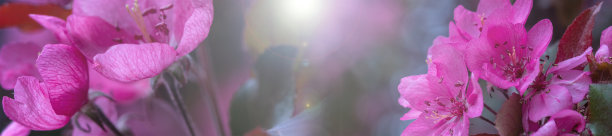 春光在李树上绽放图片下载