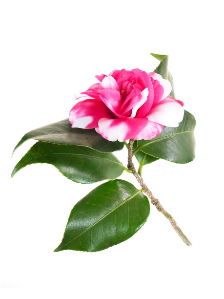 聚焦堆叠图像的一个红白茶花孤立的白色图片下载