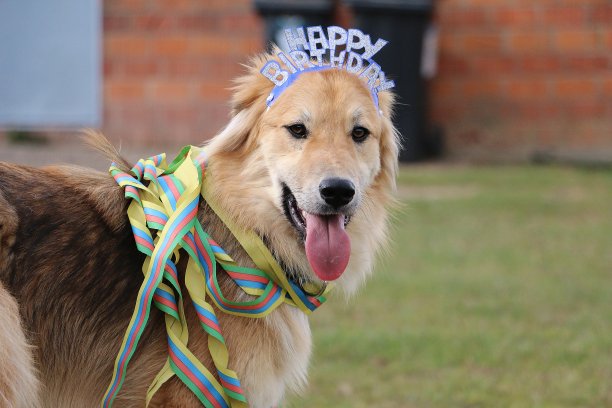 花园里有只有趣的混血生日狗图片下载
