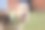 花园里有只有趣的混血生日狗图片下载