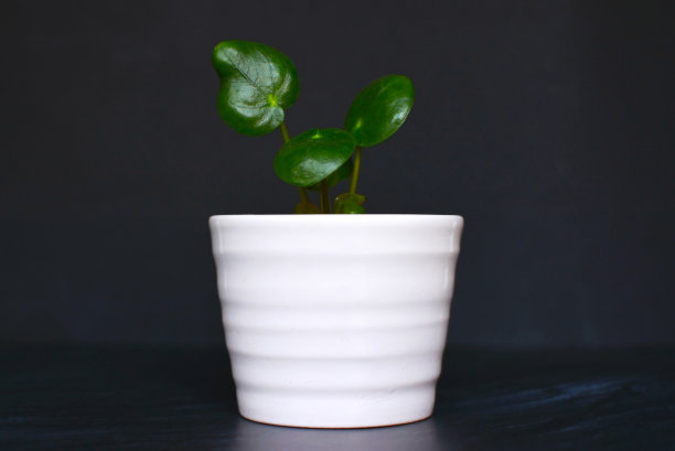 小毛茛或不明飞行物家的植物在黑色的背景前剪成白色图片下载