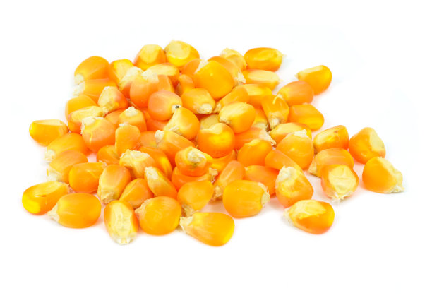 玉米孤立在白色背景上图片下载