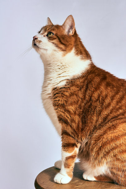 欧洲姜猫的肖像图片下载