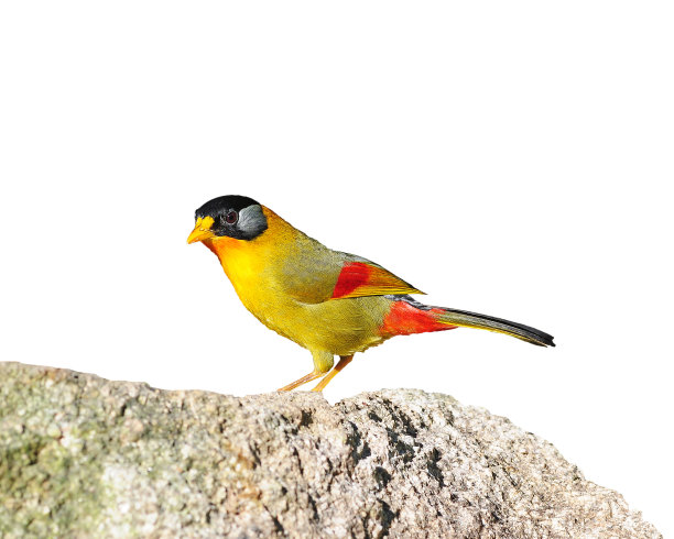 彩色鸟(银耳弥赛亚)在孤立的白色背景图片下载