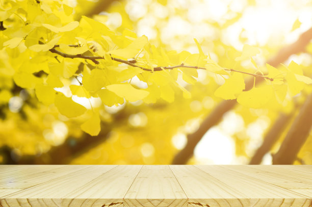 透视木桌和全黄的银杏秋叶。图片下载