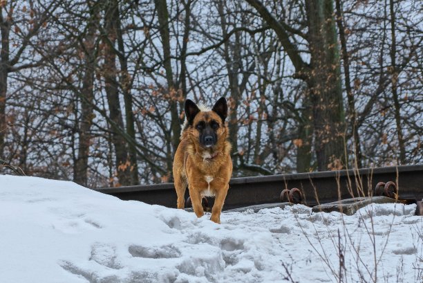 一只棕色的大狗站在白雪上图片下载