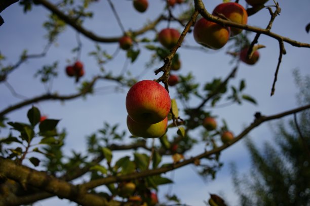 苹果和树图片下载