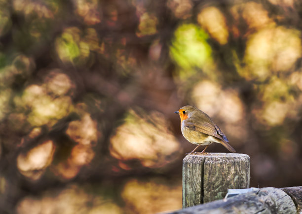 秋天，小鸟在木条上休息图片下载