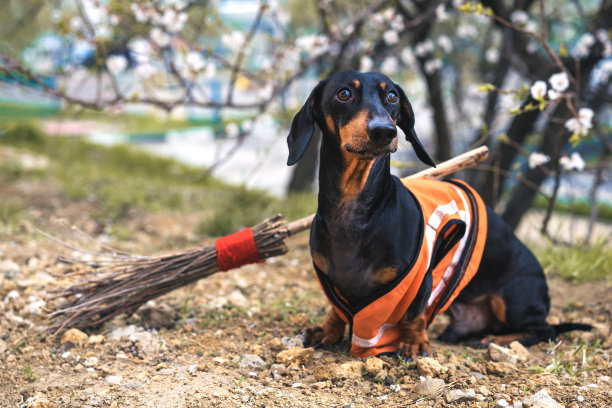 一只养着腊肠犬的狗，黑色和褐色相间，穿着橙色马甲，拿着扫帚在一个干净的草坪绿色公园里。打扫院子里的树叶。有趣的看门人更清洁。图片下载