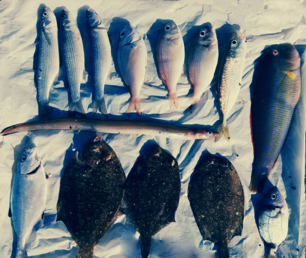 地中海鱼图片下载