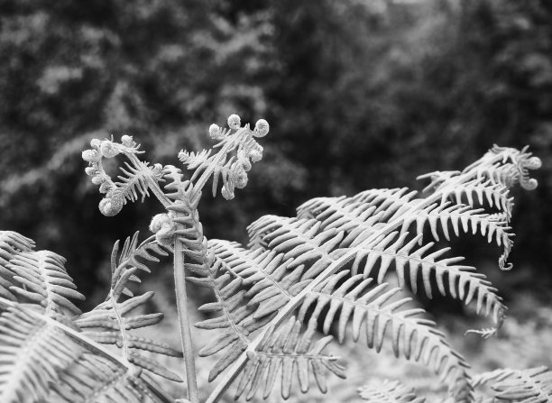 在模糊的森林背景下，一个蕨叶与展开的叶子的单色近景图片下载