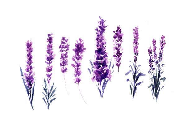 薰衣草水彩画或水彩画图片下载