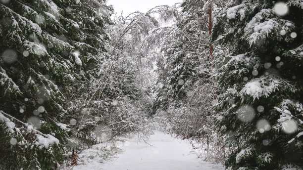 树林里下雪了。图片下载