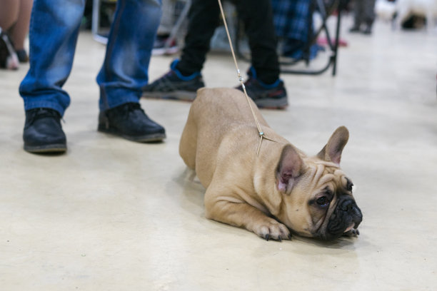 地板上躺着一张近距离的照片，上面是一只法国斗牛犬在一场狗展上被皮带牵着图片下载