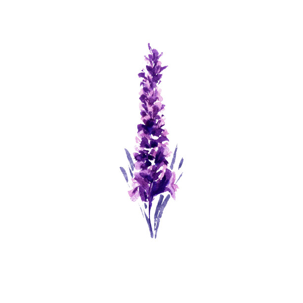 薰衣草花水彩插图素材图片