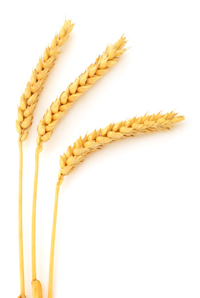 成熟的麦穗。图片下载