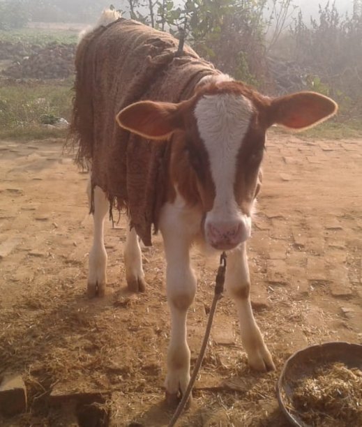 可爱的小牛在冬天站在房子前面的地上图片下载