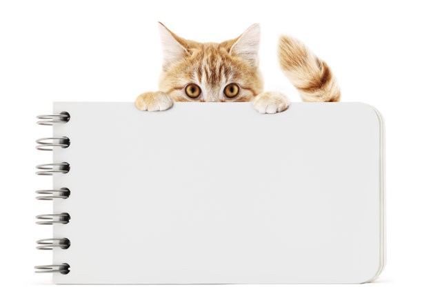有趣的宠物猫显示块笔记孤立在白色背景空白模板和复制空间图片下载