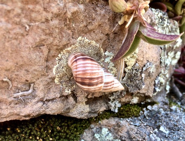 蜗牛在山图片下载