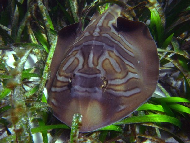 鳐鲨-东方提琴手鳐，澳大利亚图片下载