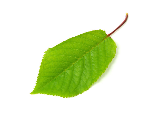 绿色的叶子图片下载