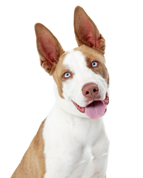 棕色和白色的小猎犬快乐的狗特写图片下载