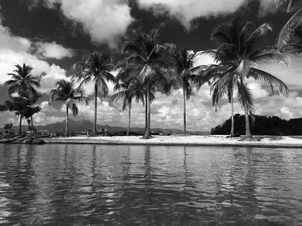 沙滩边有白沙、阳光和棕榈树(阴性)图片下载