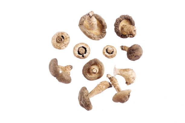白色背景上的干香菇图片下载