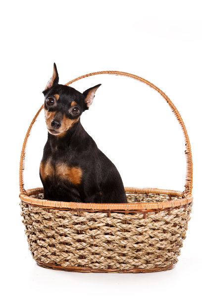 Pinscher犬(孤立白色)图片下载