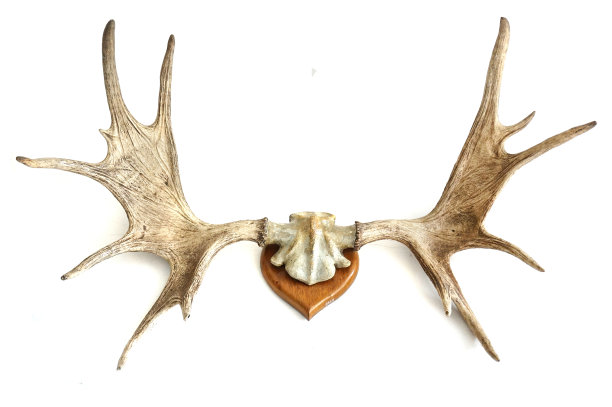 孤立的黇鹿的鹿角图片下载