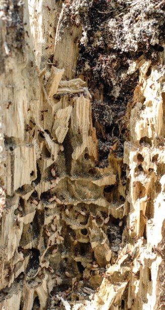 蚂蚁搬鸡蛋图片下载