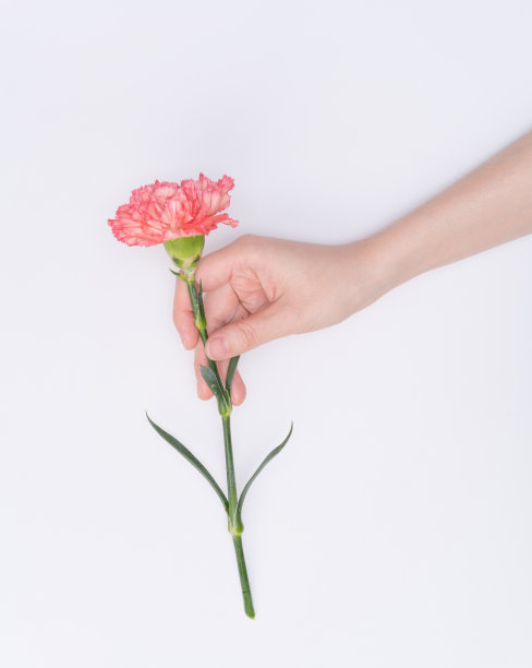 女性手持康乃馨图片下载