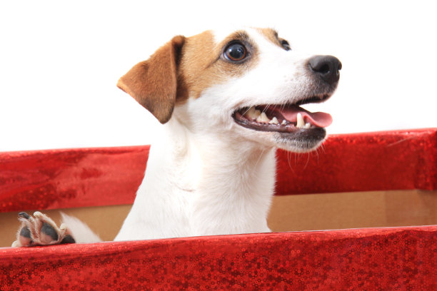 纸盒里的杰克罗素梗图片下载