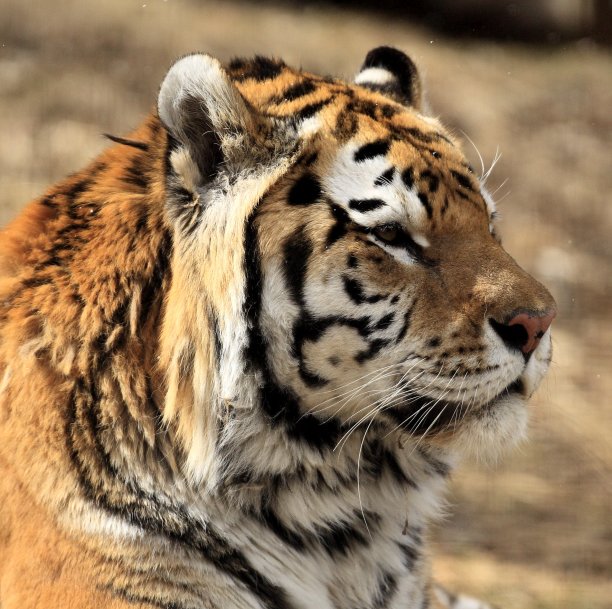 老虎的画像图片下载