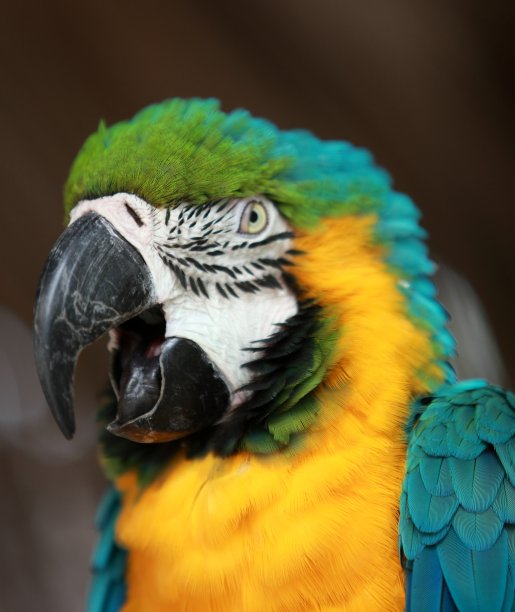 金刚鹦鹉鹦鹉图片下载