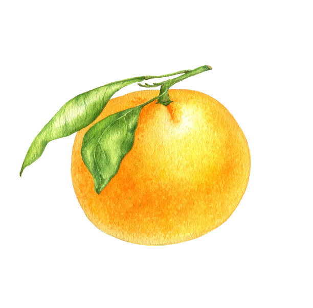 橘色和橘色的水彩画图片下载