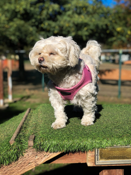 可爱的白色狗在狗公园图片下载