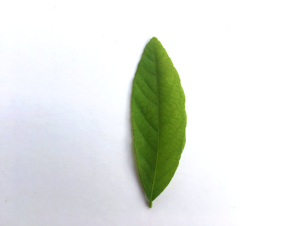 柔软的绿色叶子纹理孤立在白色背景上。图片下载