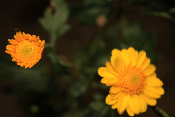 美丽的黄色菊科或菊科(紫菀，雏菊，菊科)花在晚上的照片。漆黑的夜晚。花。黑色背景。图片下载