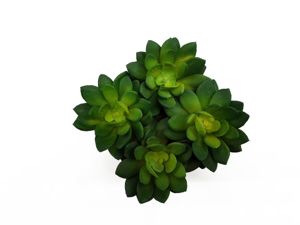 仙人掌在盆中孤立在白色的背景上图片下载