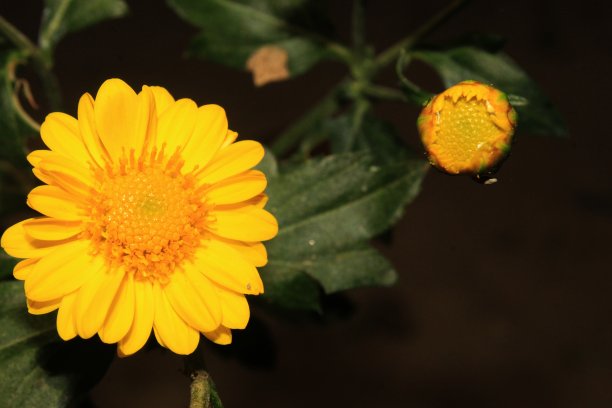 美丽的黄色菊科或菊科(紫菀，雏菊，菊科)花在晚上的照片。漆黑的夜晚。花。黑色背景。图片下载