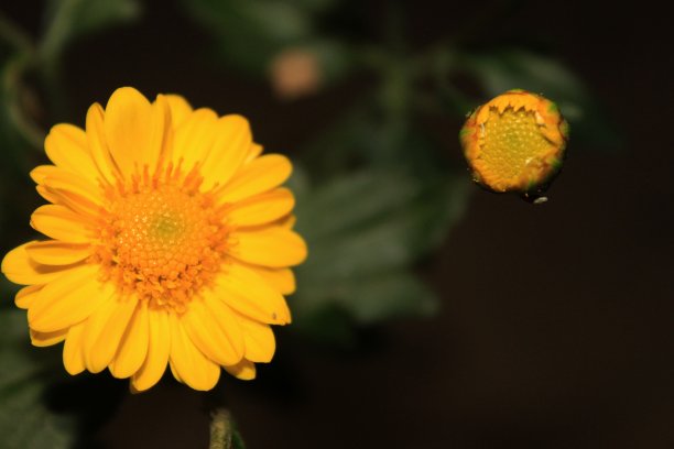 美丽的黄色菊科或菊科(紫菀，雏菊，菊科)花在晚上的照片。漆黑的夜晚。花。黑色背景。图片下载