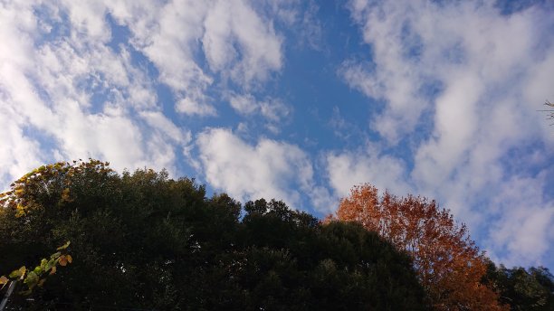 蓝天和明亮的树叶图片下载