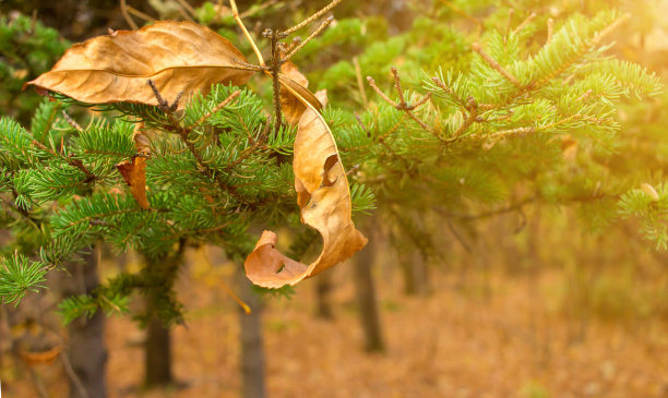 黄叶在圣诞松树树枝的背景。四季秋冬概念。特写照片。图片下载