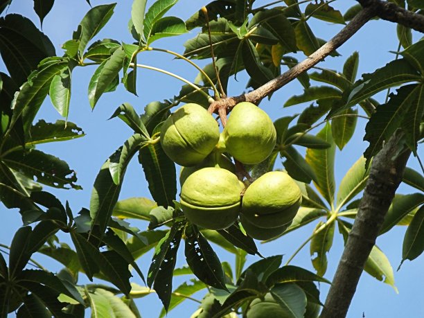 苹婆属麻树图片下载