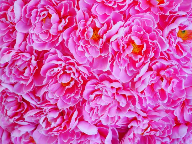 粉色玫瑰背景图片下载