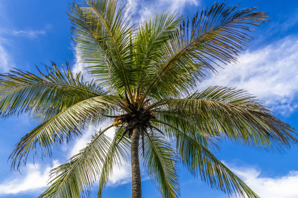 蓝天映衬下的棕榈树图片下载