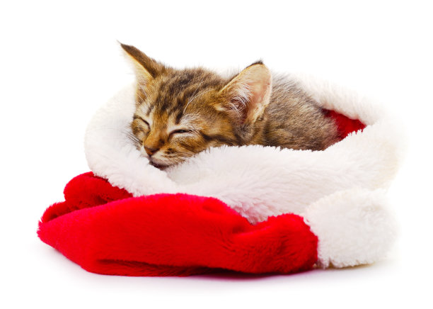 小猫坐在圣诞老人的帽子里。图片下载