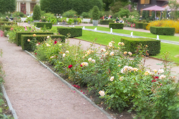 公园里有美丽的玫瑰图片下载