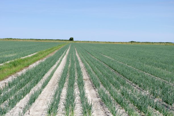 在圩田上的大蒜田图片下载